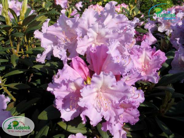 Rhododendron Caroline Allbrook